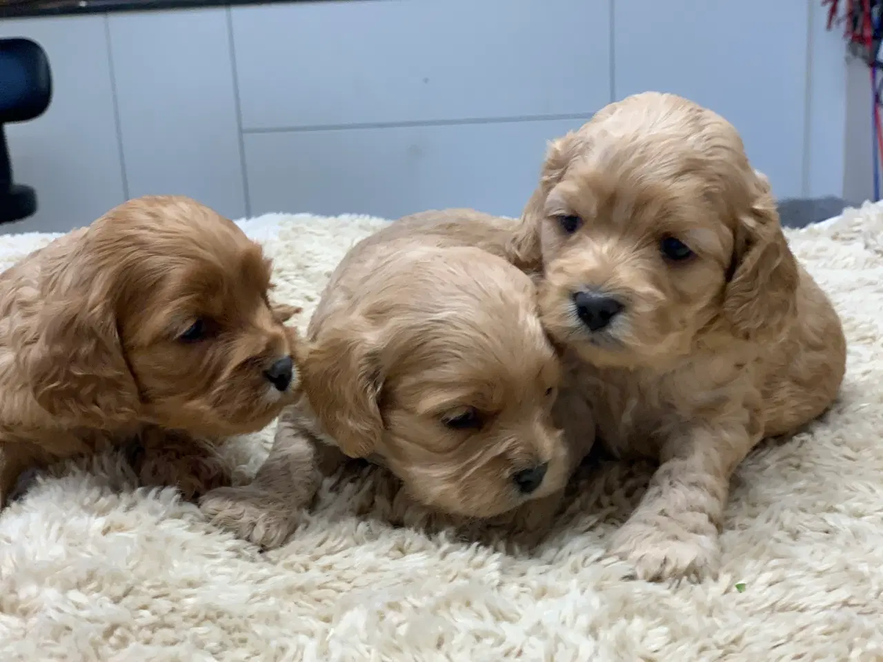 Billede 5 - Cockerpoo babyer 
