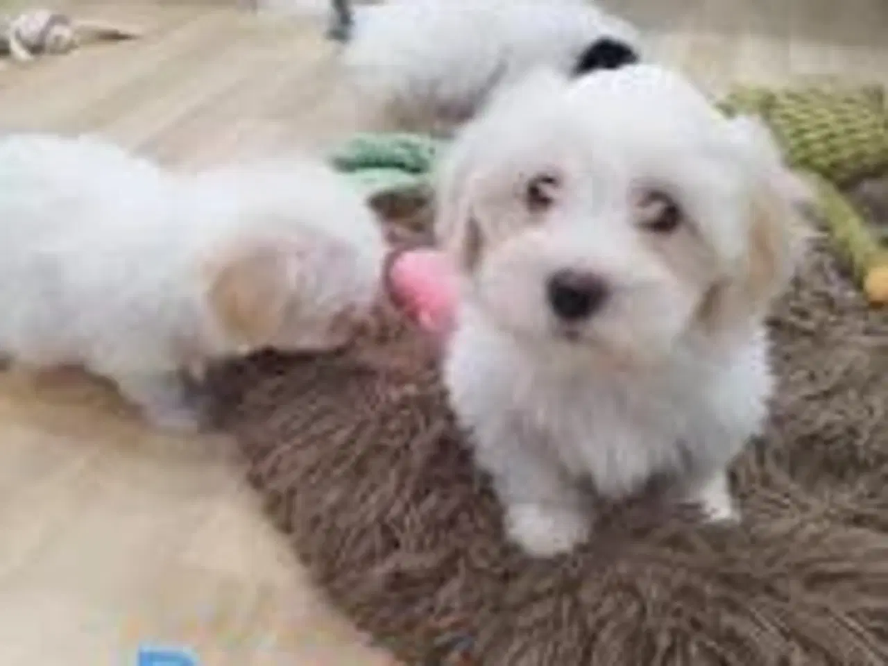 Billede 1 - Bichon Havanais hvalpe