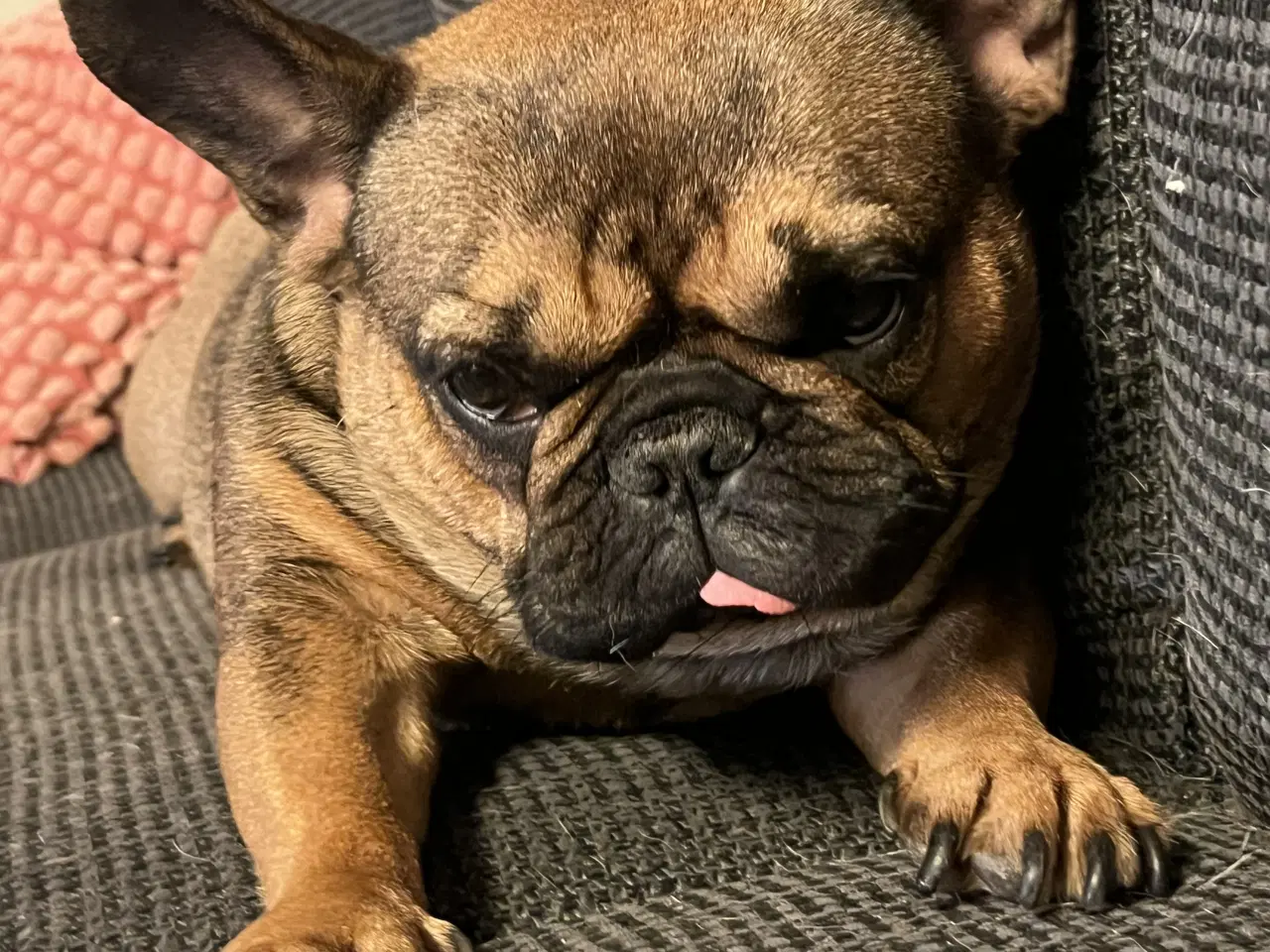 Billede 3 - Sød fransk bulldog tæve