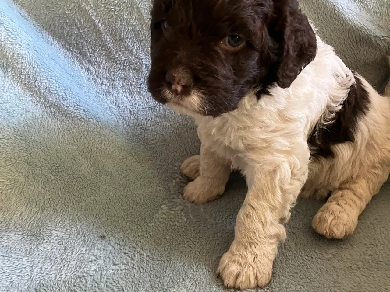 Billede 2 - Kleiner münsterländer/ Lagotto Romagnolo hvalpe 