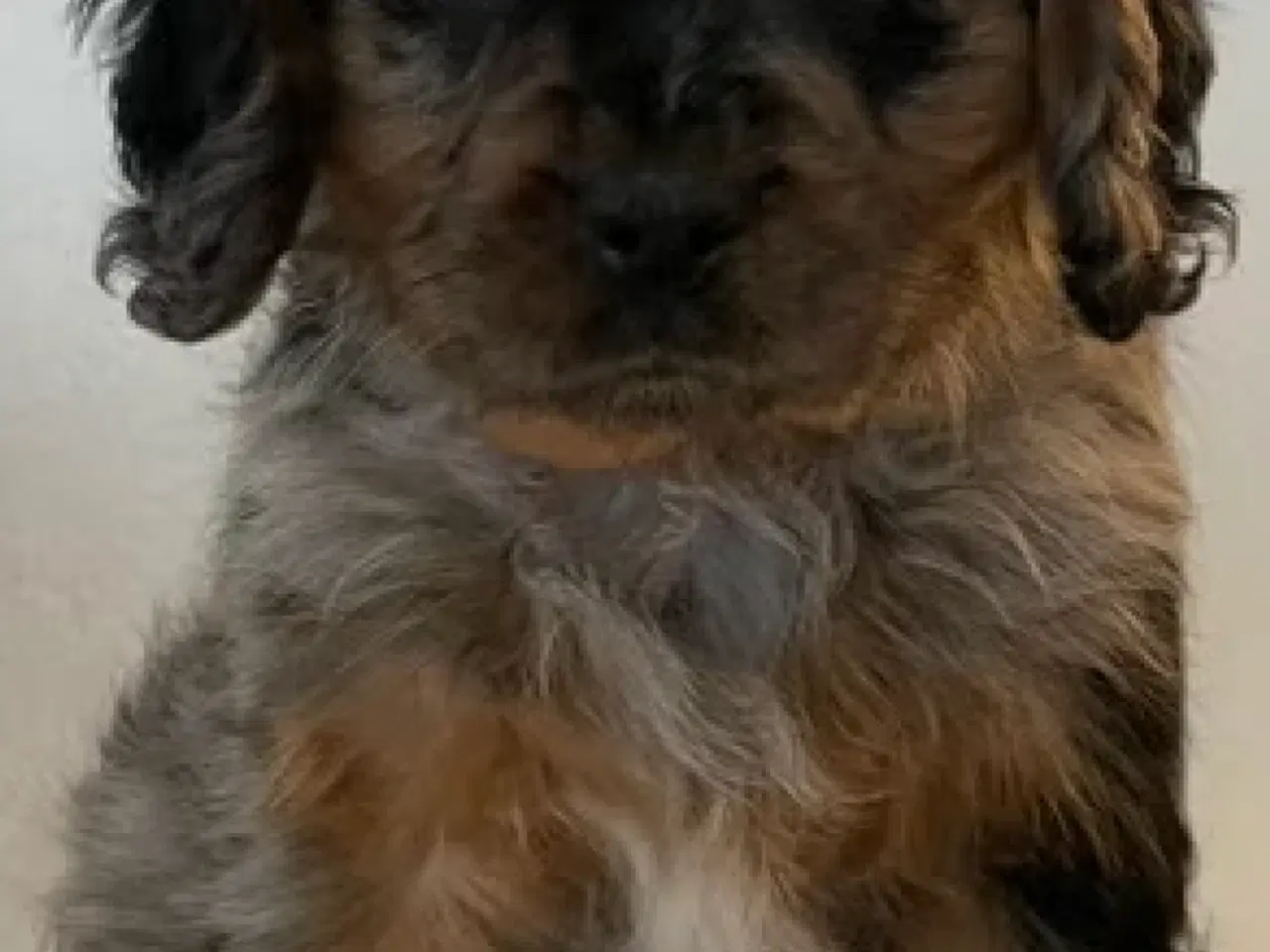 Billede 3 - Cockalier hvalpe med Aussie twist