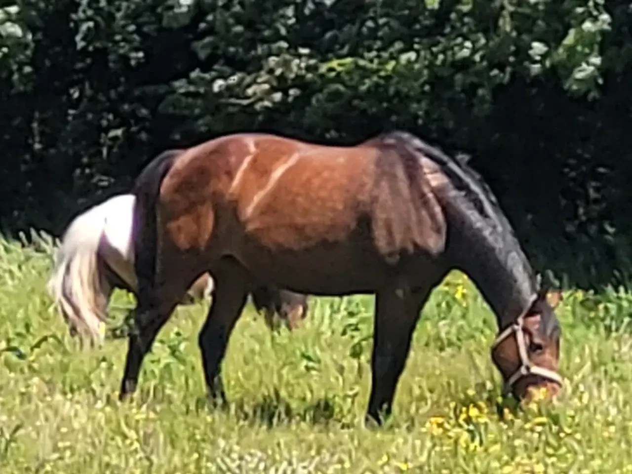 Billede 1 - Oldenborg hoppe sælges