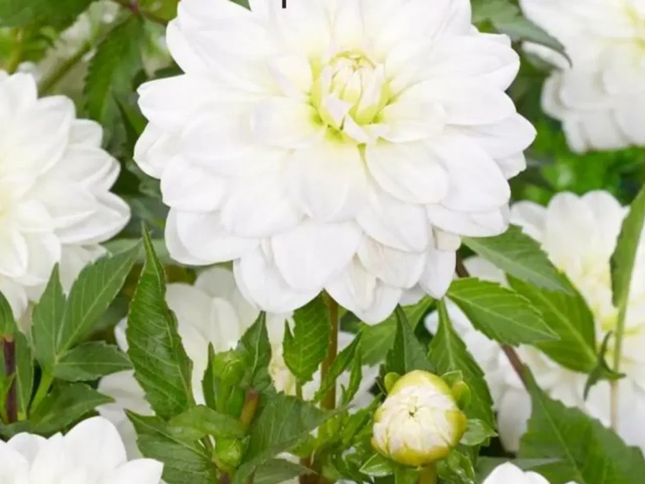 Billede 11 - Dahlia Georginer