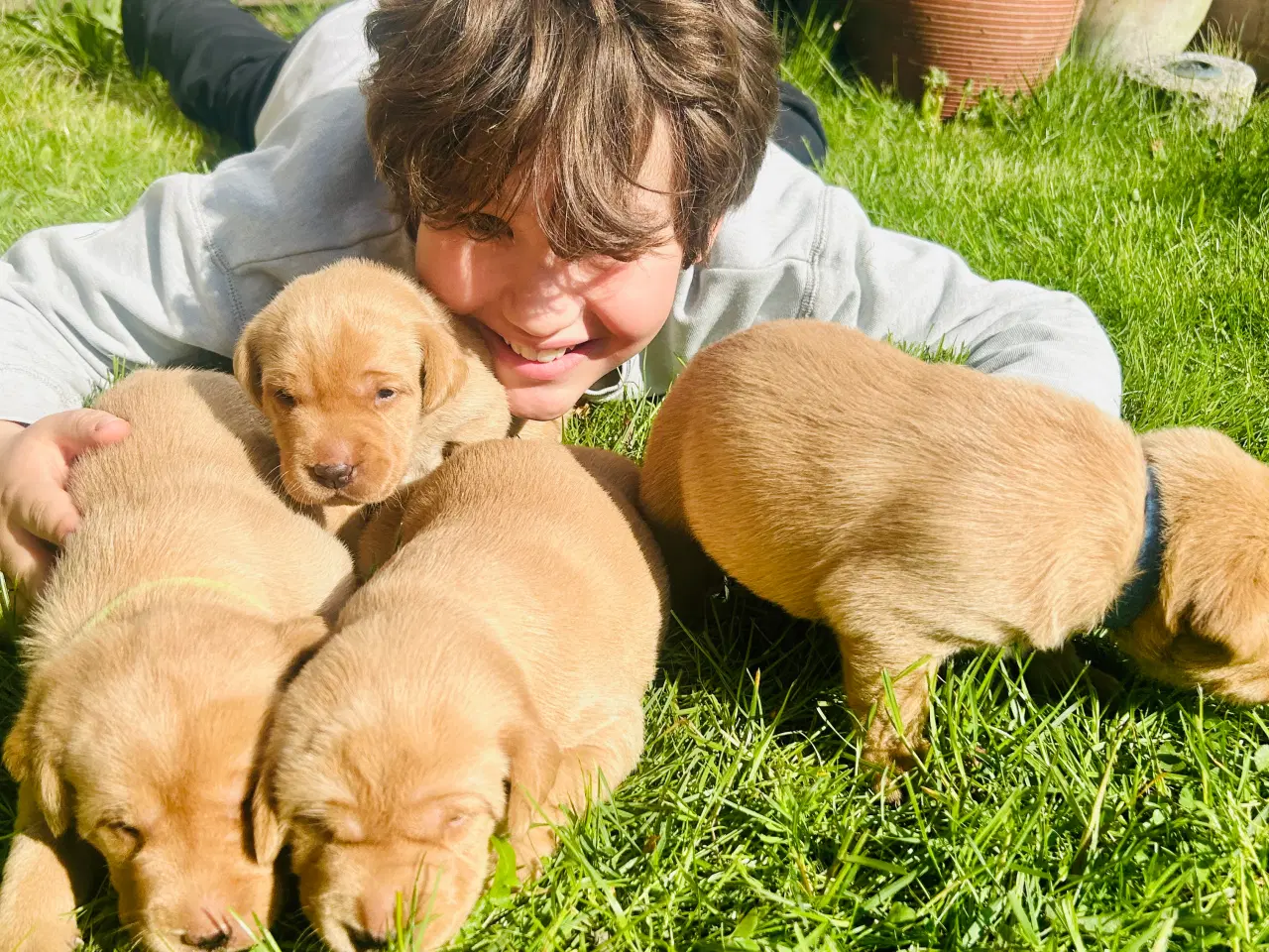 Billede 4 - FOX red labrador hvalpe med stamtavle