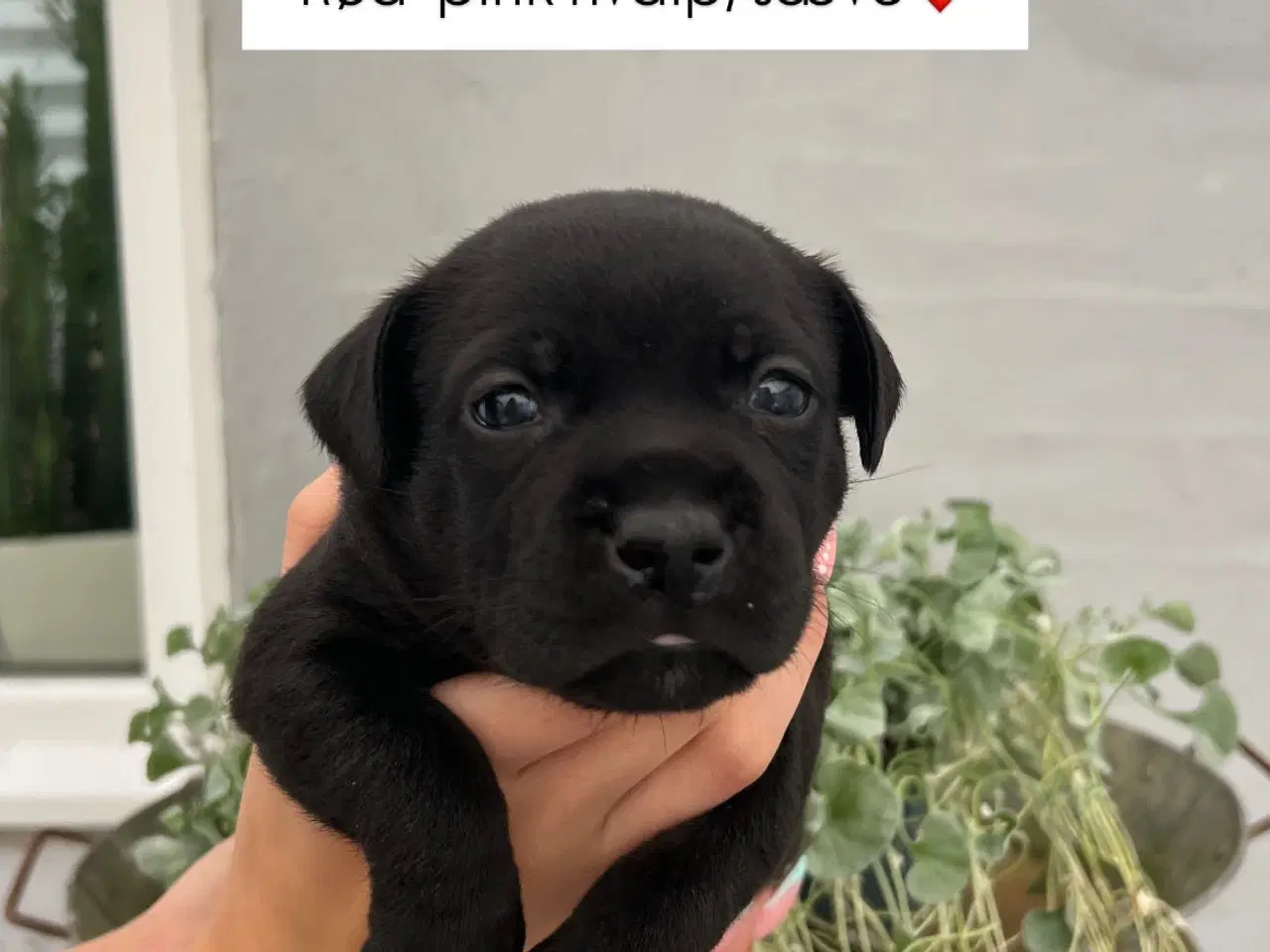 Billede 7 - Engelsk Staffordshirre bullterrier hvalpe 