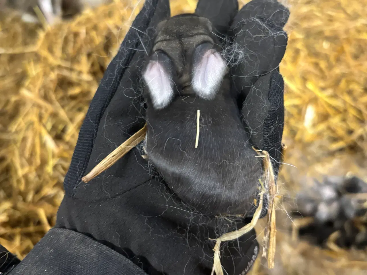 Billede 12 - Kaninunger mix af store racer