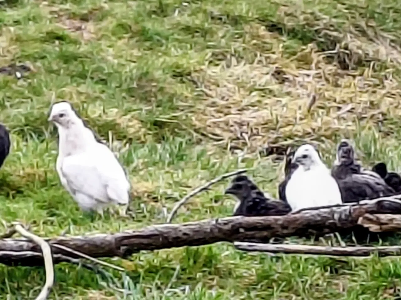 Billede 1 -  Fine kyllinger 