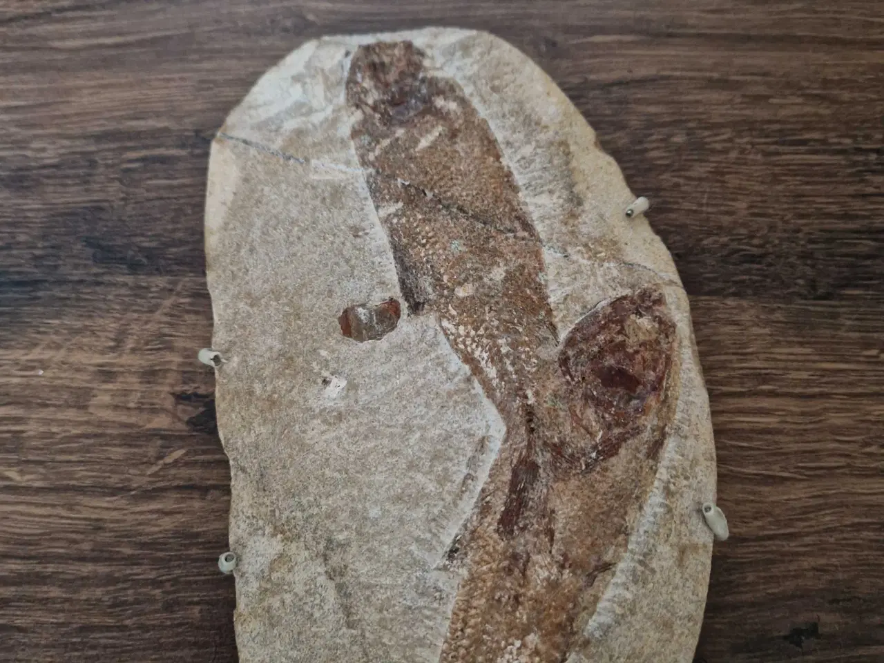 Billede 4 - Fossiler fra Brasilien fisk