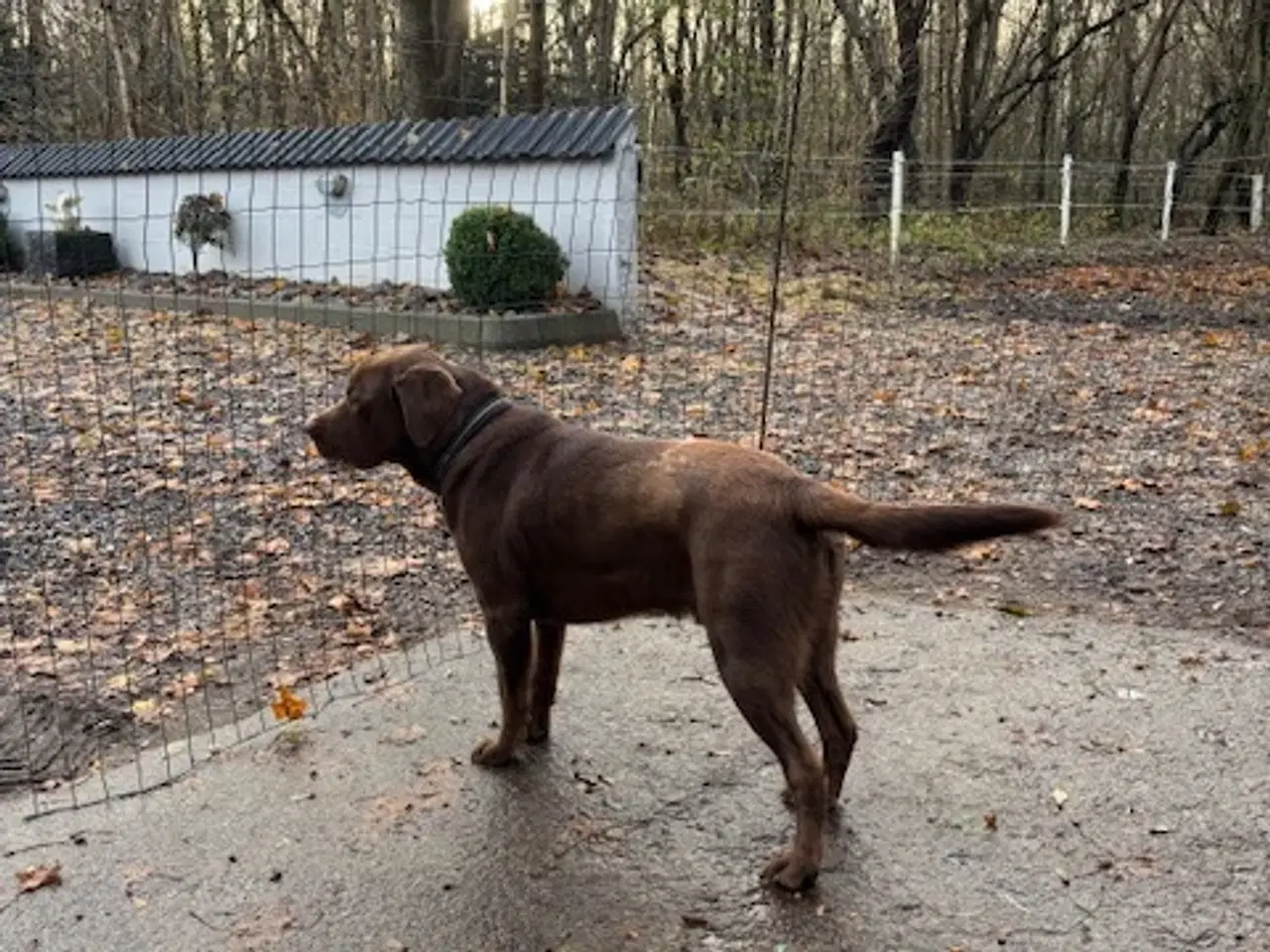 Billede 1 - Labrador - han - 2 år.