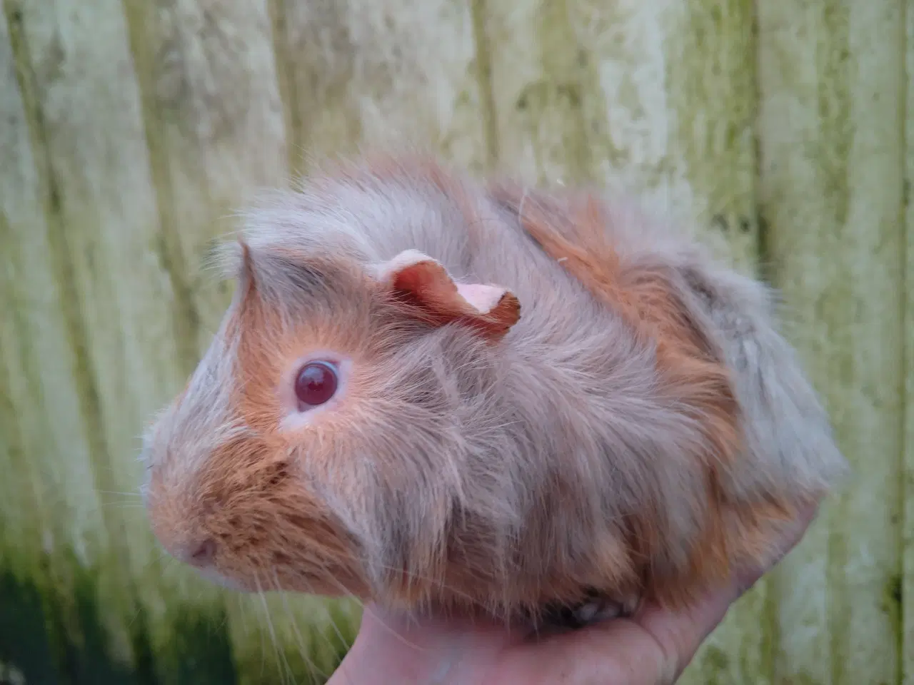 Billede 1 - 2 halvbrødre