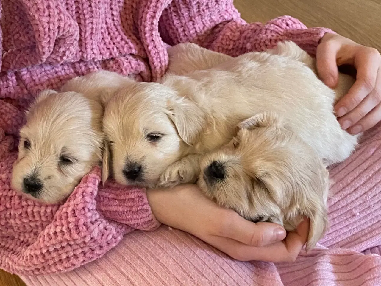 Billede 9 - Bomuldshunde - Havatons 