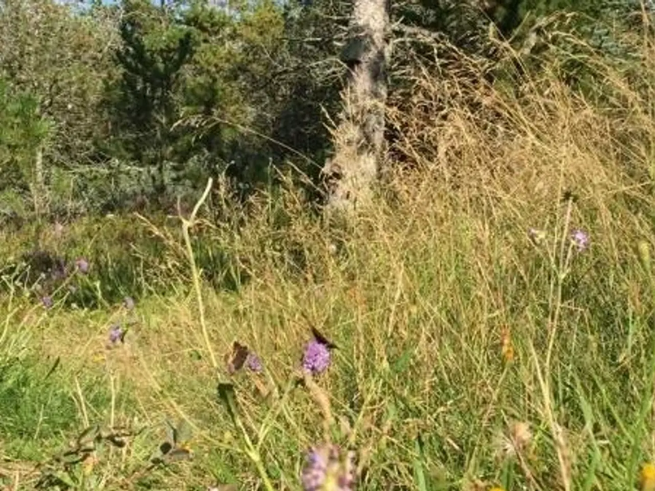 Billede 5 - Sommerhus. Perle med super beliggenhed. Skiveren tæt på Skagen.