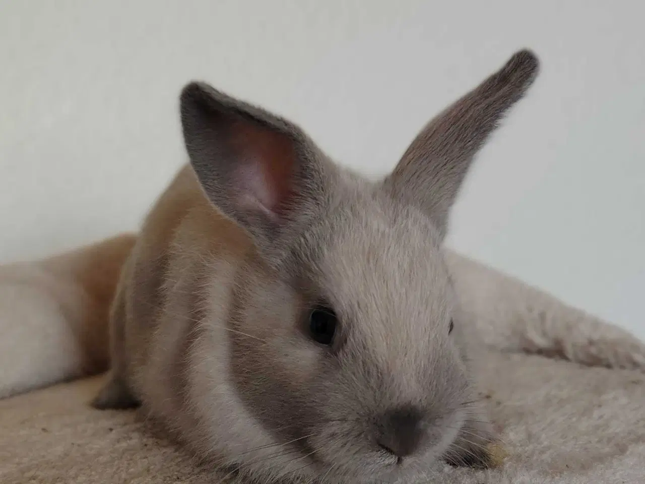 Billede 6 - Indendøres Fri-Kaniner 🐰