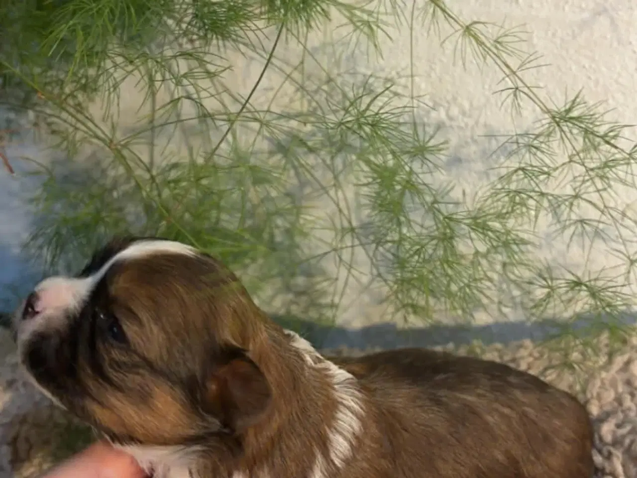 Billede 5 - Shih-tzu / Bichon Havanaise