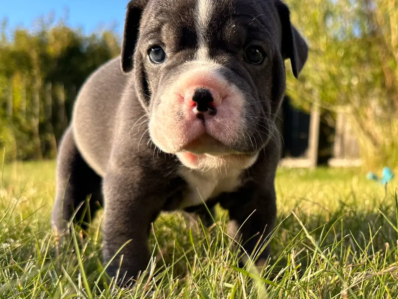 Billede 8 - Old English bulldog hvalpe