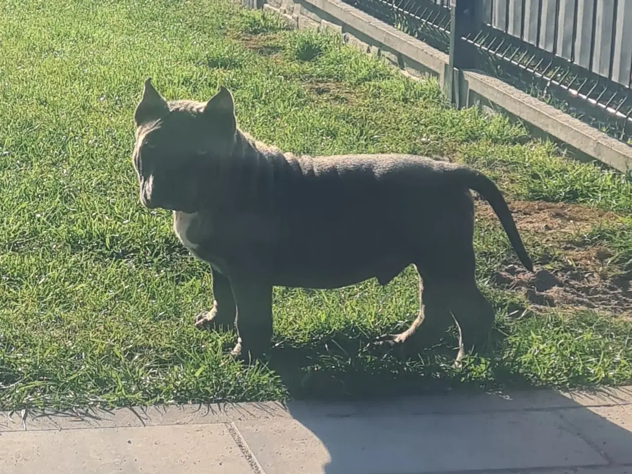 Billede 8 - American Bully Dreng 