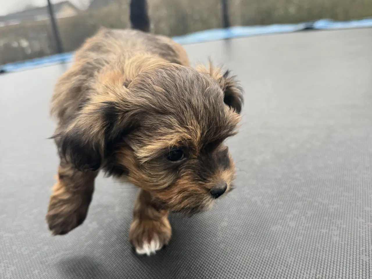 Billede 4 - Bichon havanaiser hvalpe med stamtavle 