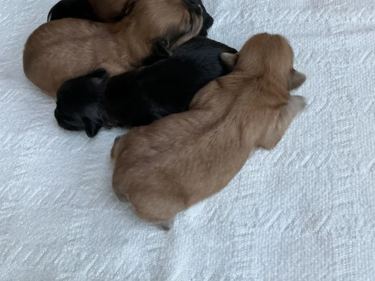 Billede 3 - Bichon havanaiser hvalpe