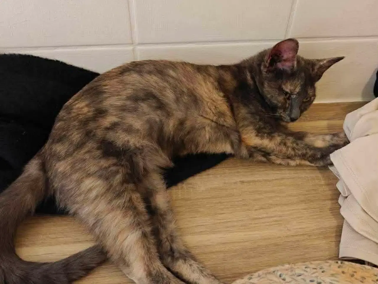 Billede 3 - Supersøde og kælne katte søger nyt hjem