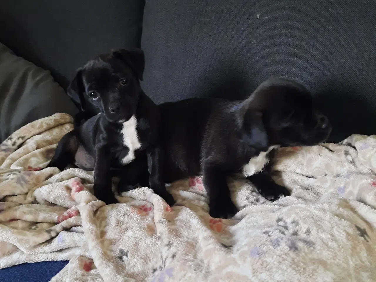Billede 4 - Jack russel terrie og mops hvalpe 
