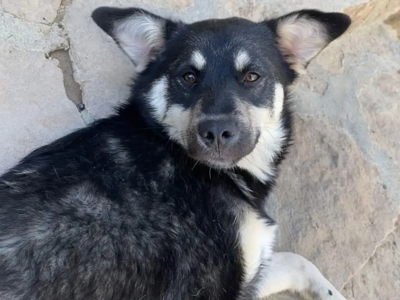 Billede 6 - Smukkeste Apollo søger sit 4ever hjem