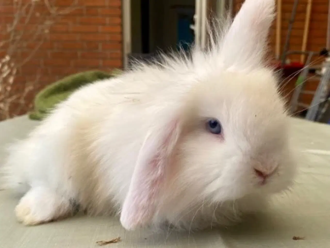 Billede 3 - Søde kaninunger søger nye kærlige hjem 🐰