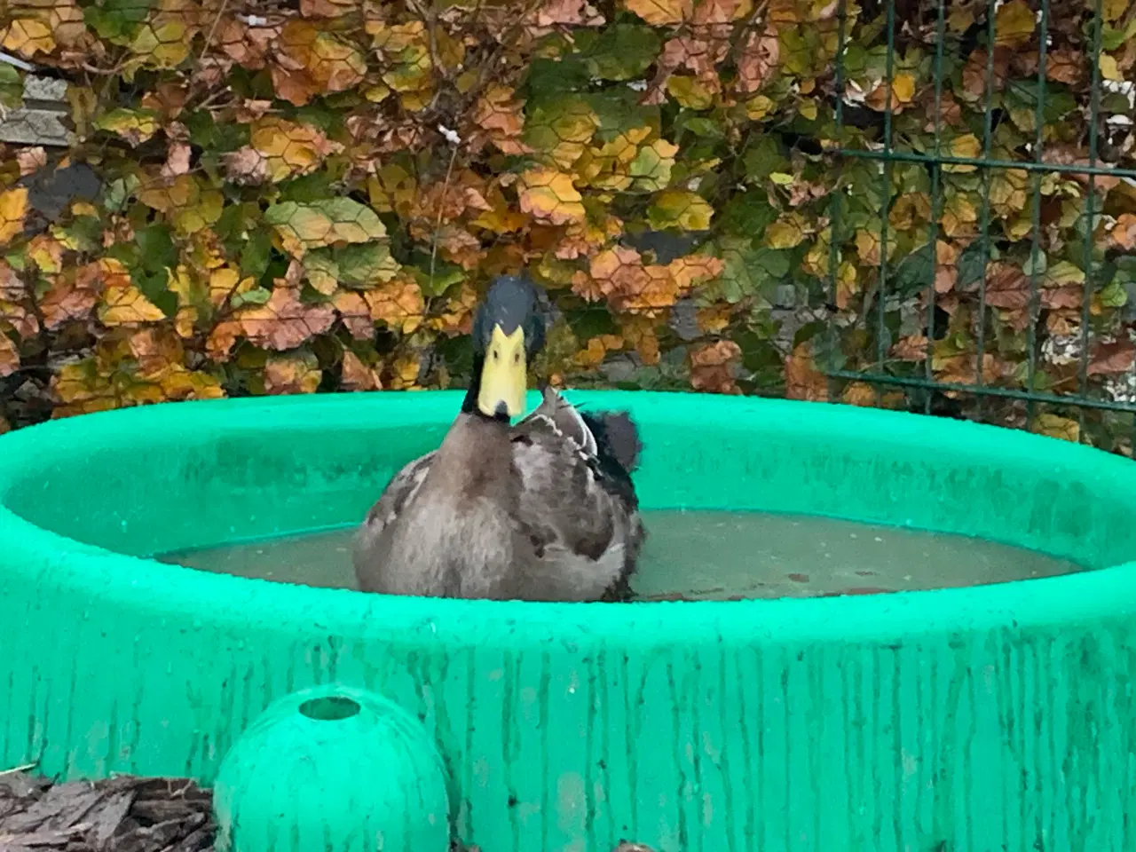 Billede 3 - Gratis! To søde han-løbeænder søger et nyt hjem