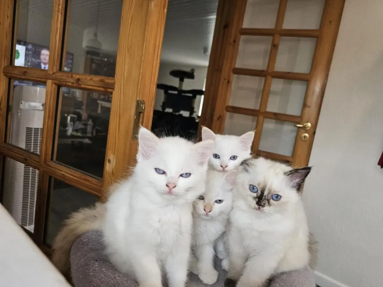 Billede 7 - Hellig birma/ragdoll blandinger 