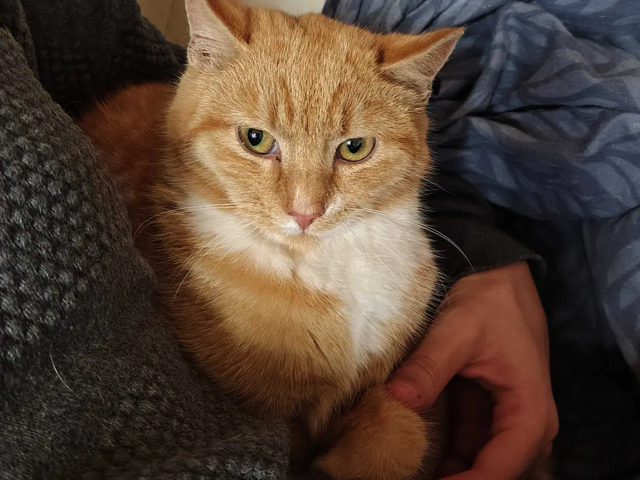 Billede 3 - Rød/Hvid Blandings Hun kat 😺