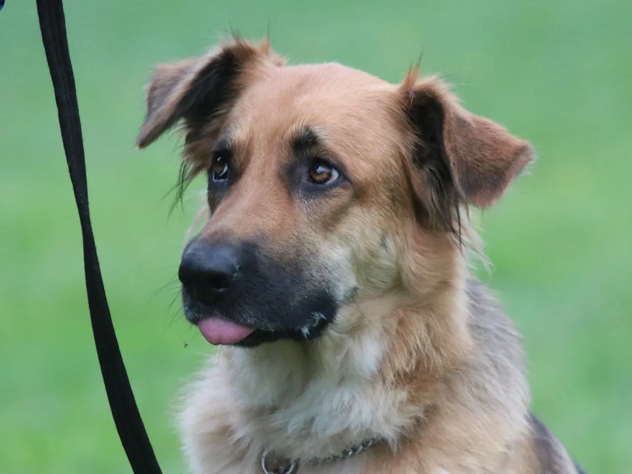 Billede 1 - havebassinpumper samt bassinstøvsuger sælges