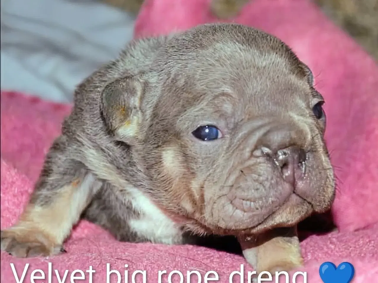 Billede 12 - Fransk Velvet bulldog. NEDSAT!