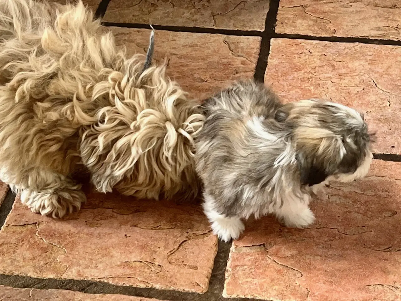 Billede 6 - Skønneste og gladeste tævehvlap