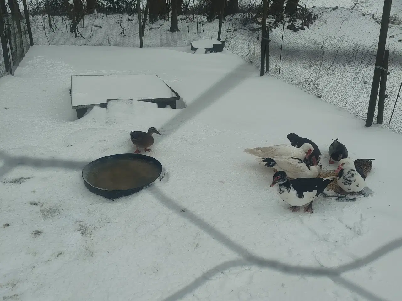 Billede 6 - Moskus ænder sælges 