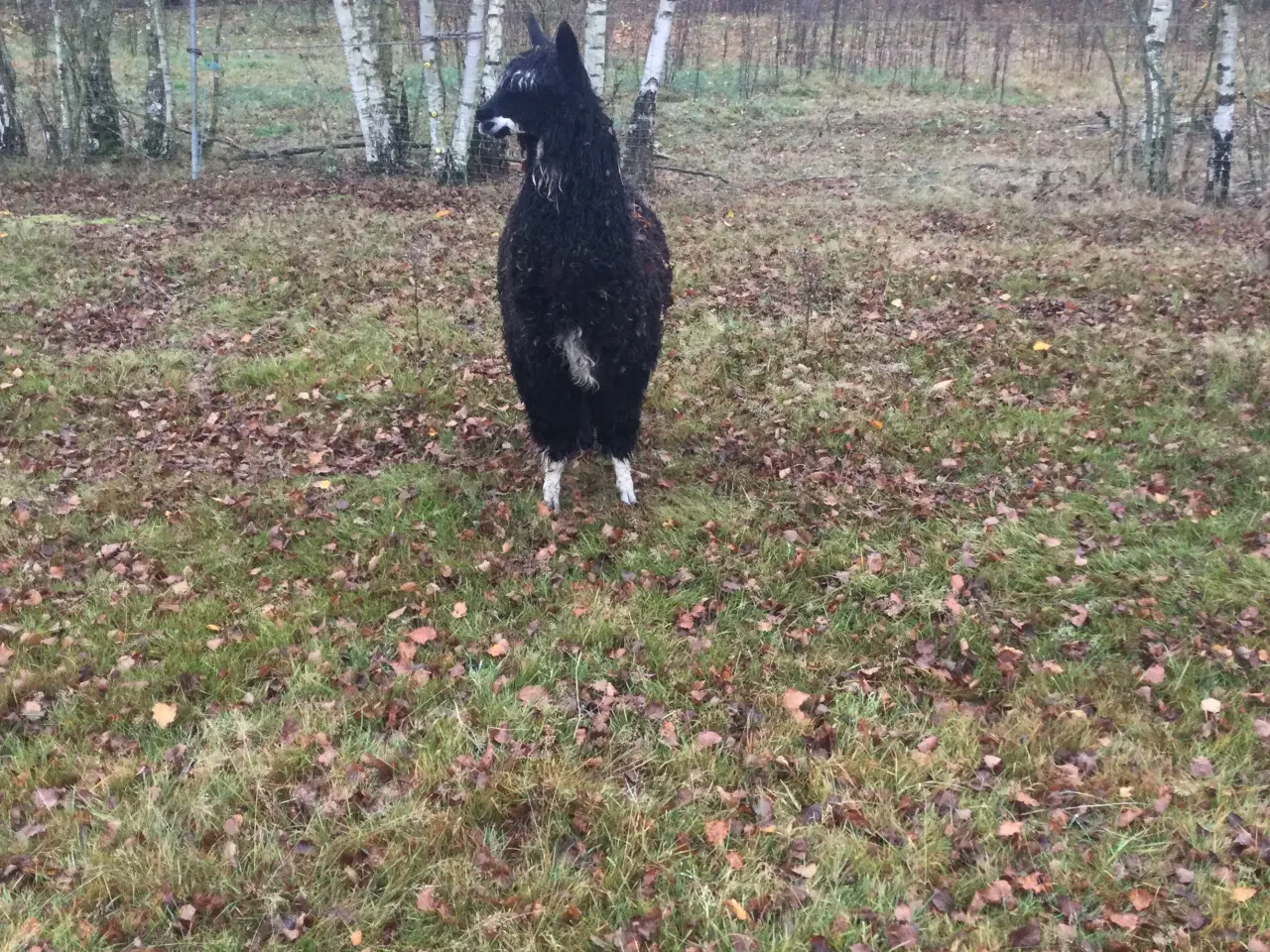 Billede 2 - Alpaca hingst