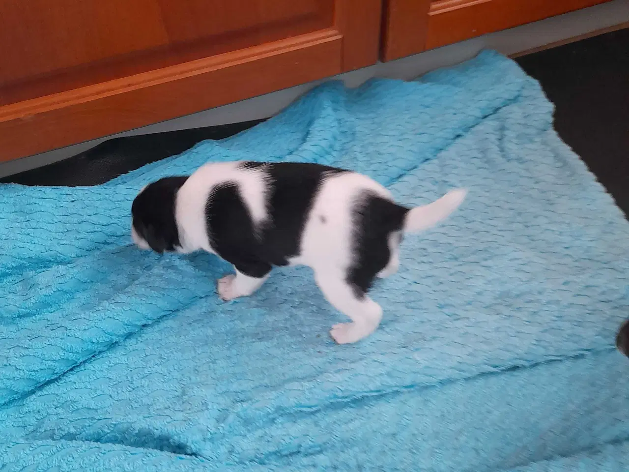 Billede 8 - Dansk svensk gårdhund 