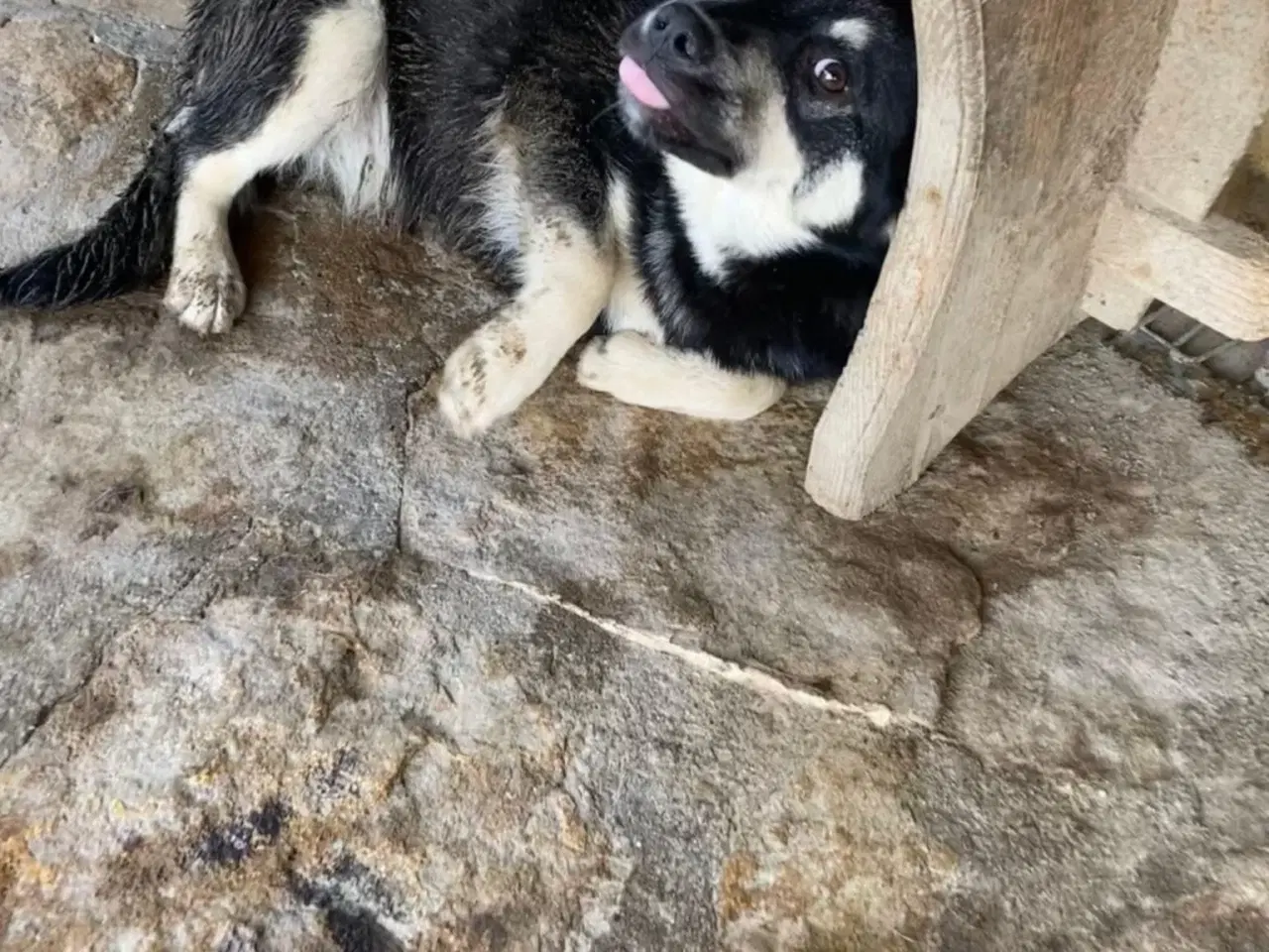 Billede 7 - Skønne Zigga søger efter sit aller første hjem