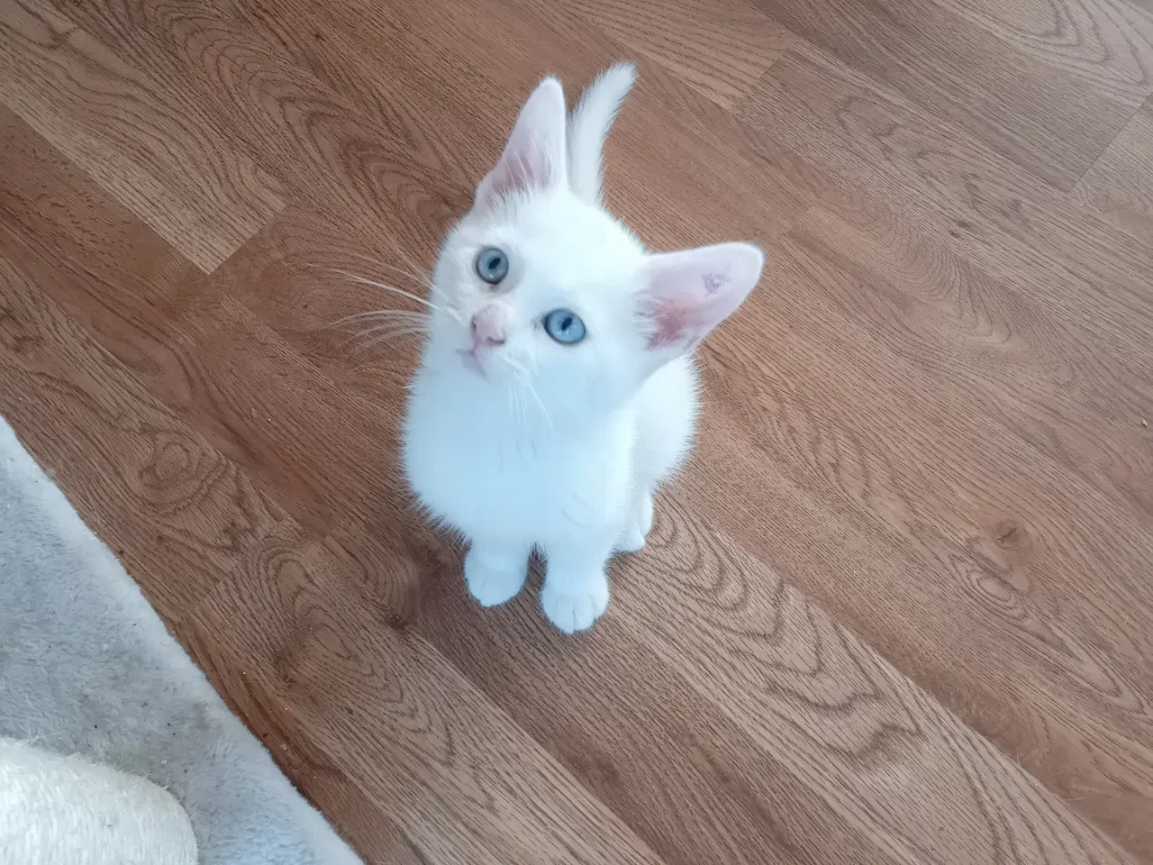 Billede 4 - Maincoon blanding