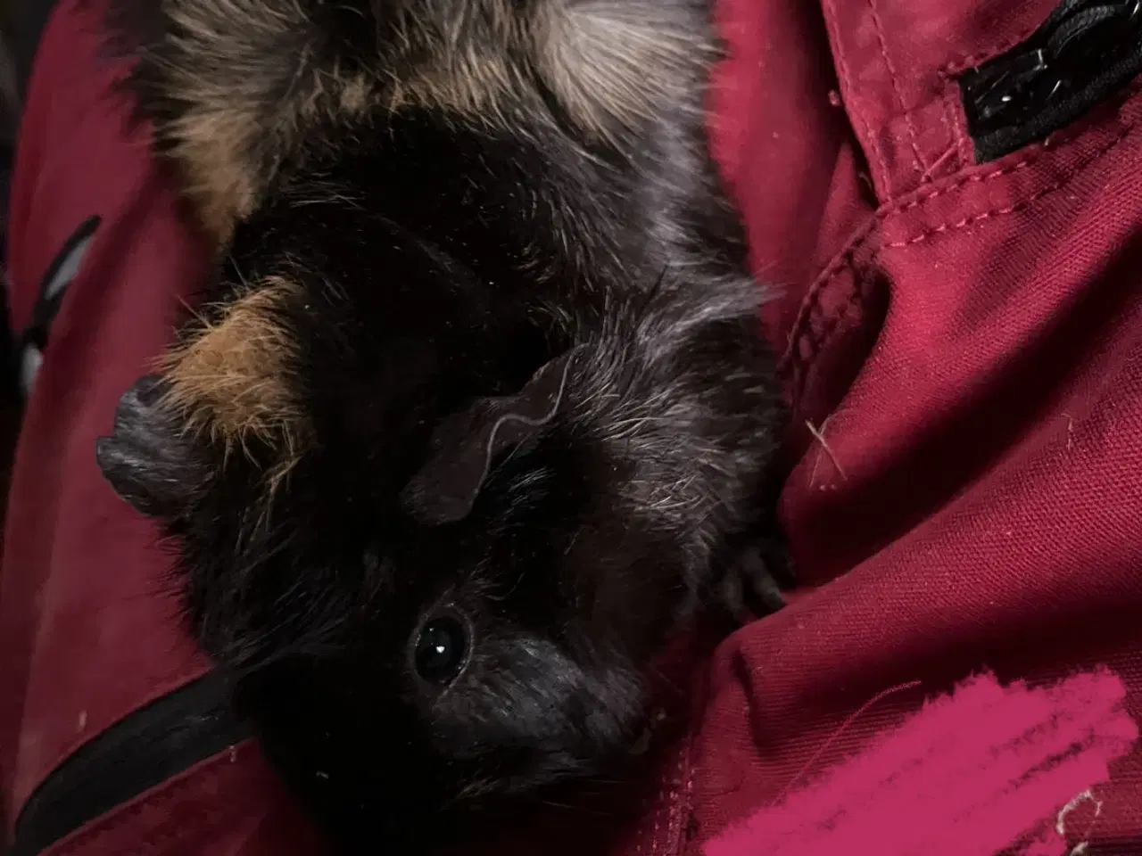 Billede 7 - Marsvine piger - unger og fuld voksen