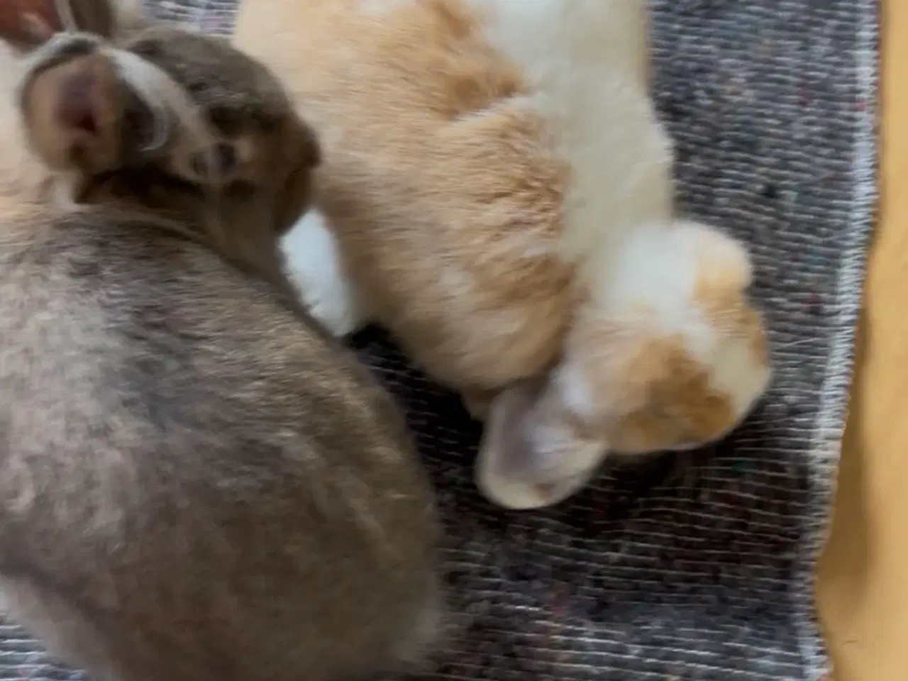 Billede 3 - 2 søde kaniner med bur