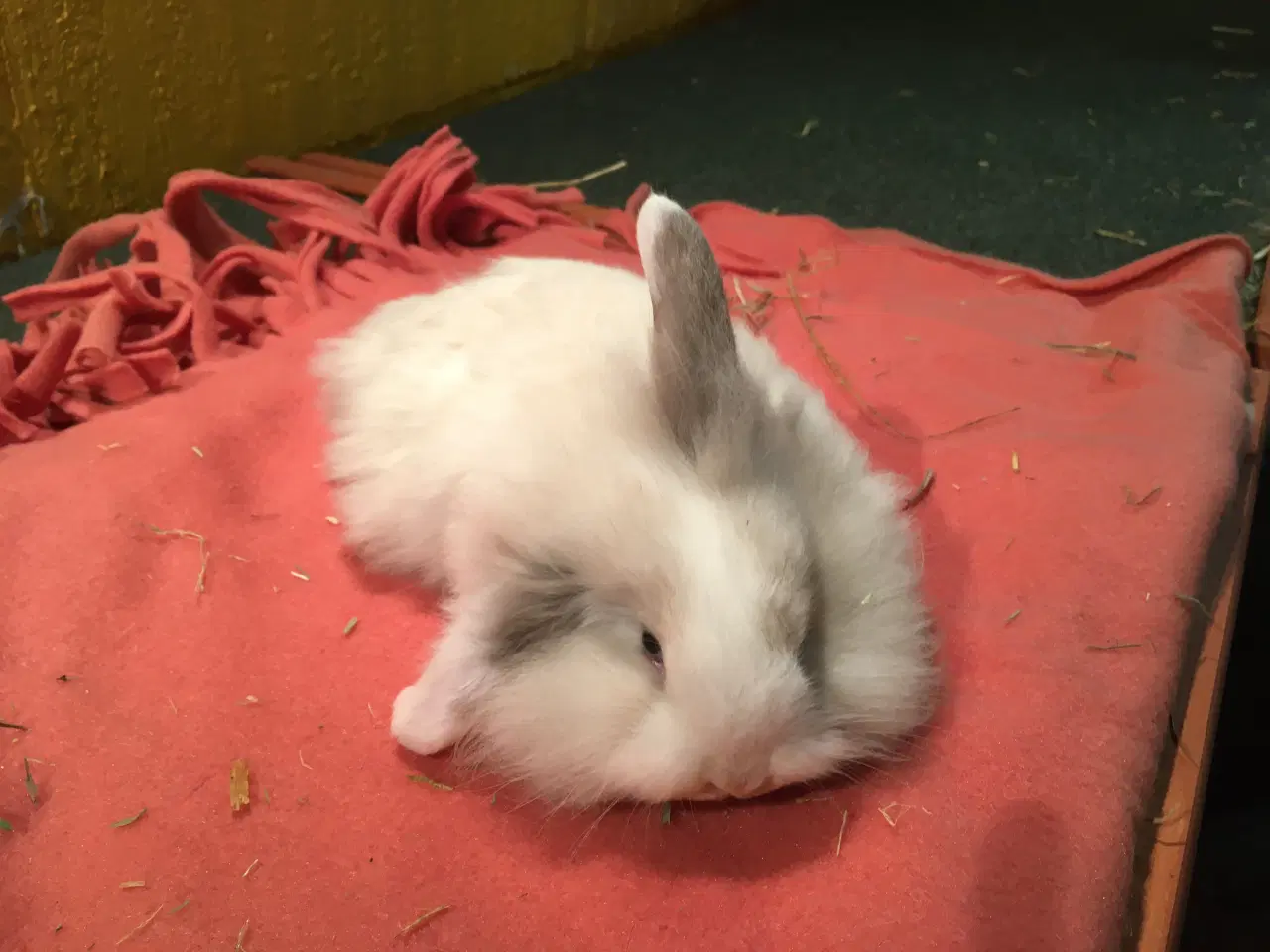 Billede 2 - Søde lille Fie på 9 uger er nu flytteklar