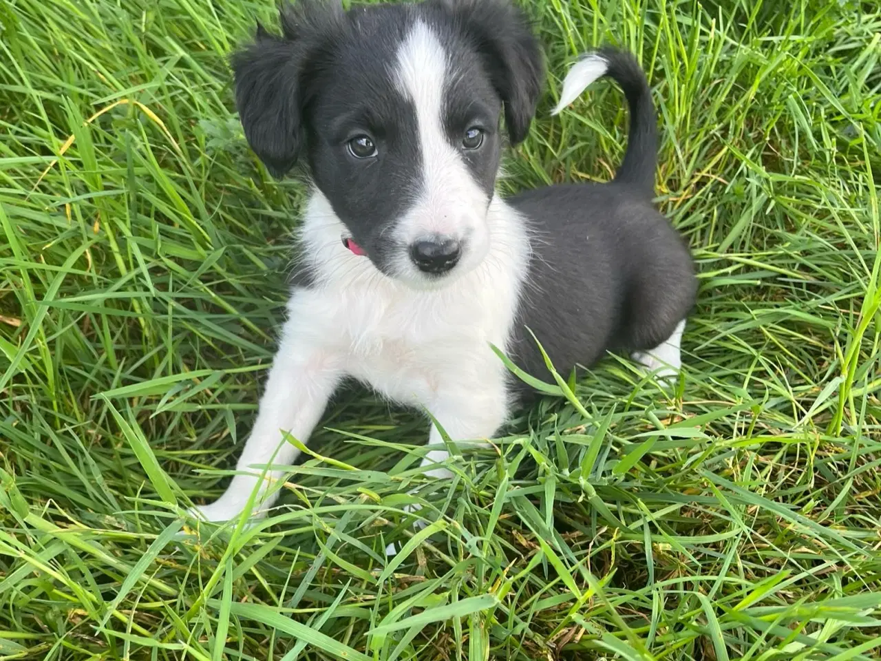 Billede 3 - Border Collie hvalpe