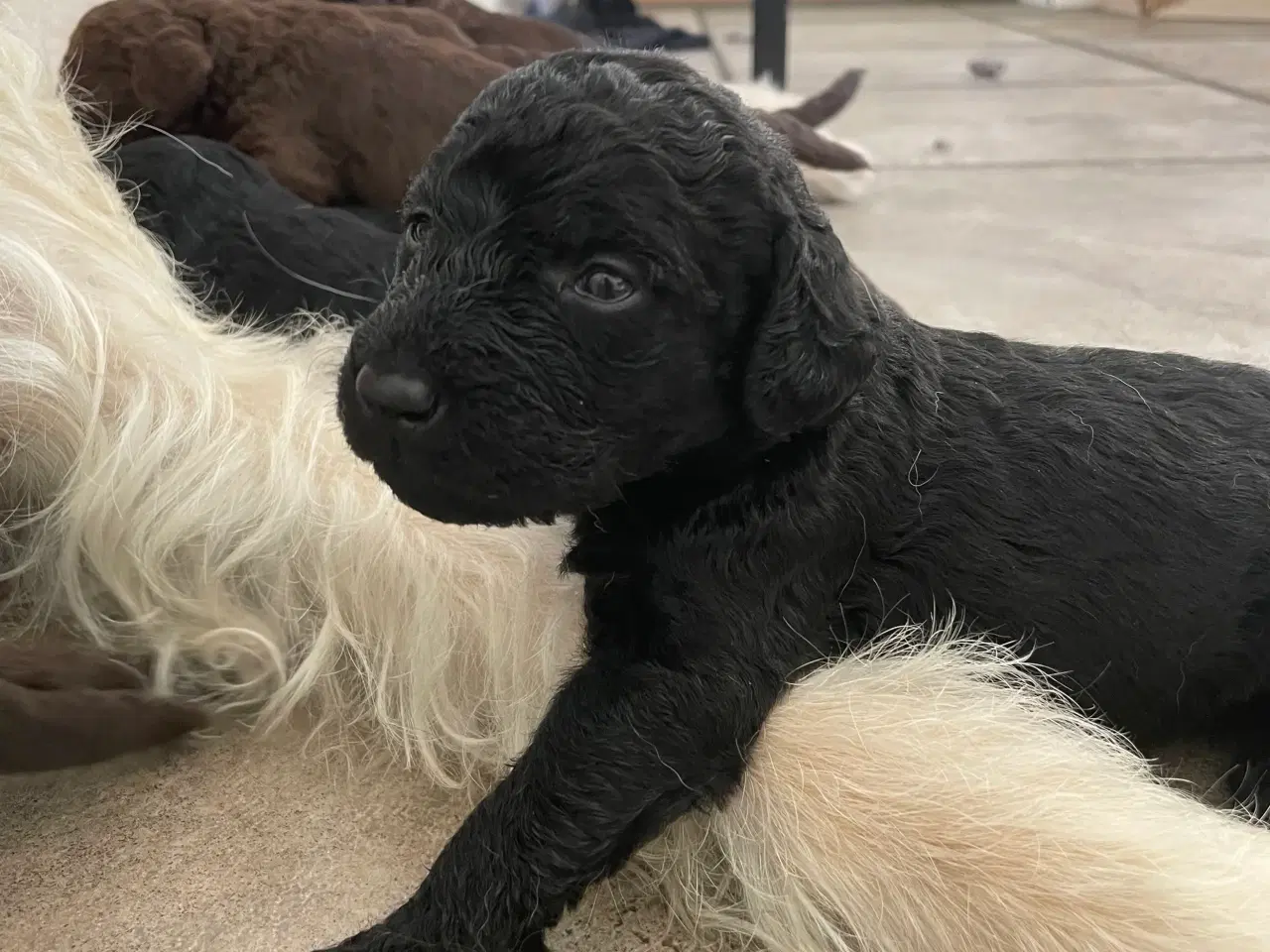 Billede 10 - Labradoodle