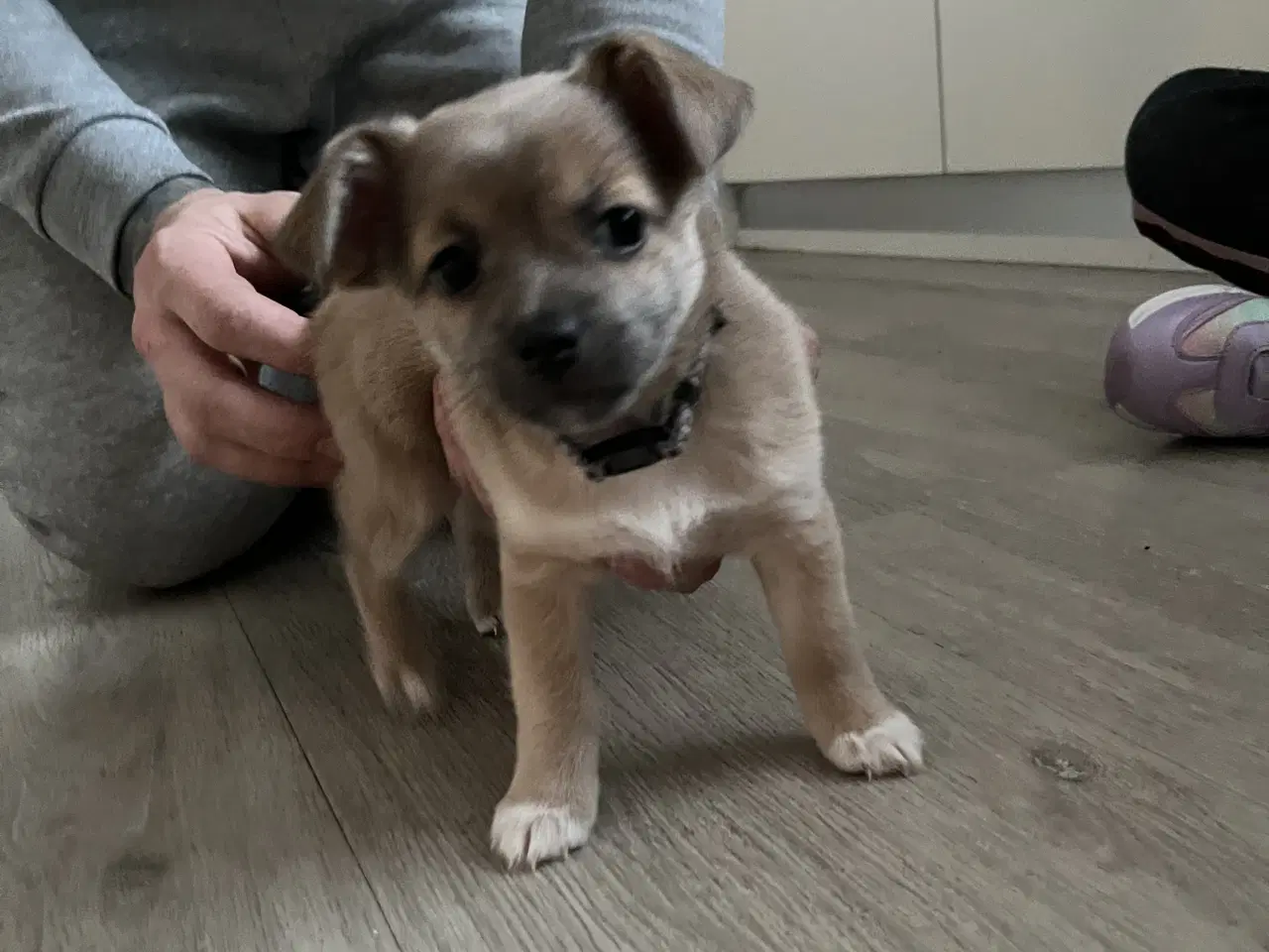 Billede 11 - Kærlighed og Charme: Skønne Pomchi-Hvalpe