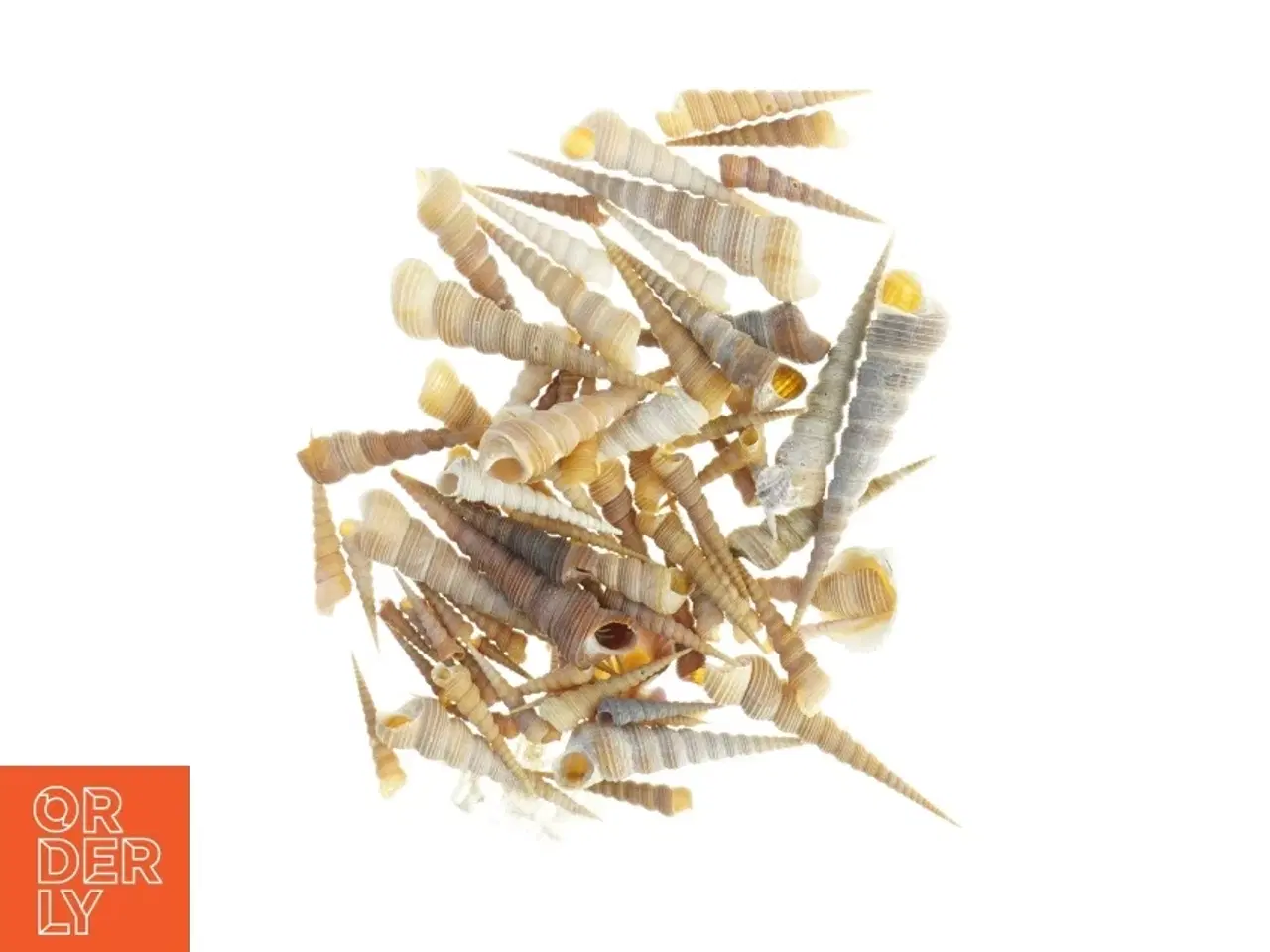 Billede 3 - Samling af eremit krebs strandskaller (str. 3,5 x 1 cm til 13 x, 3 cm)