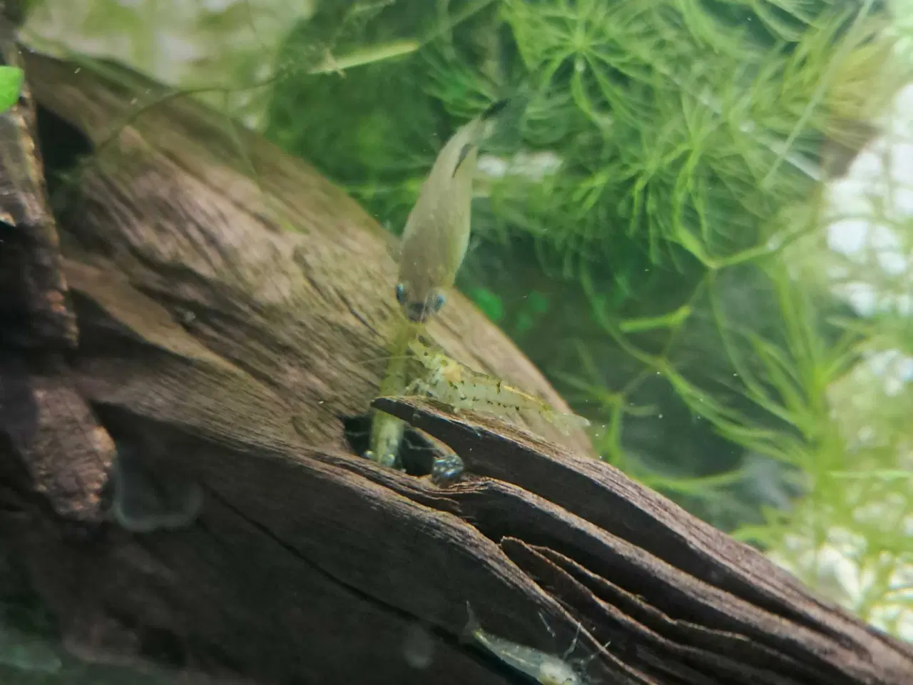 Billede 4 - Akvarie rejer søger nyt vand