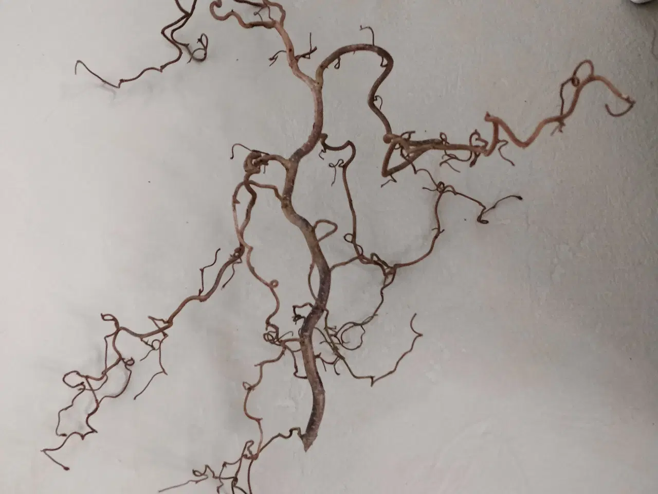 Billede 1 - Troldegrene