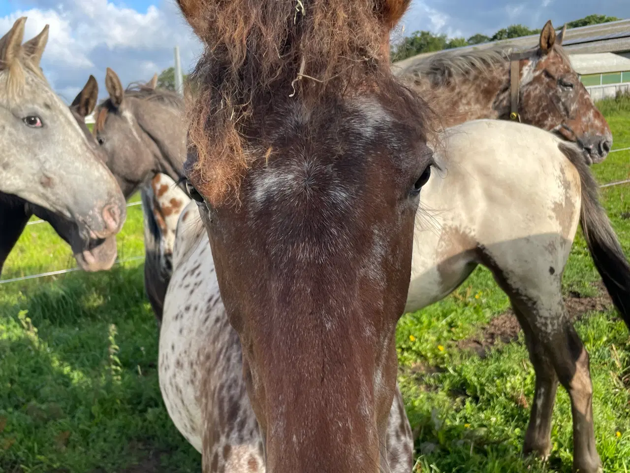 Billede 3 - Knabstrupper pony føl