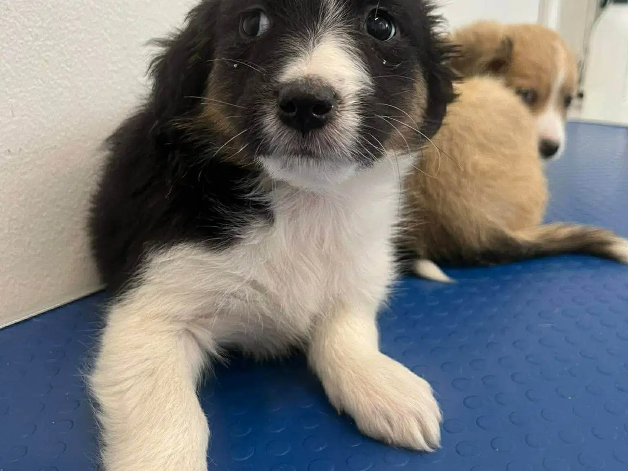 Billede 2 - Skønne Nuri søger et kærligt hjem