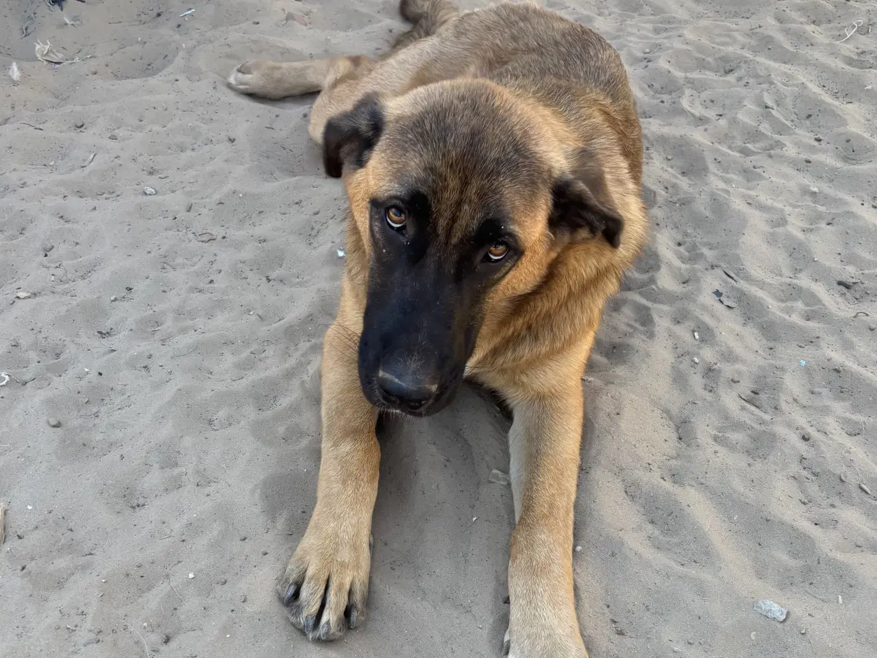 Billede 11 - Toby søger familie! 🤎