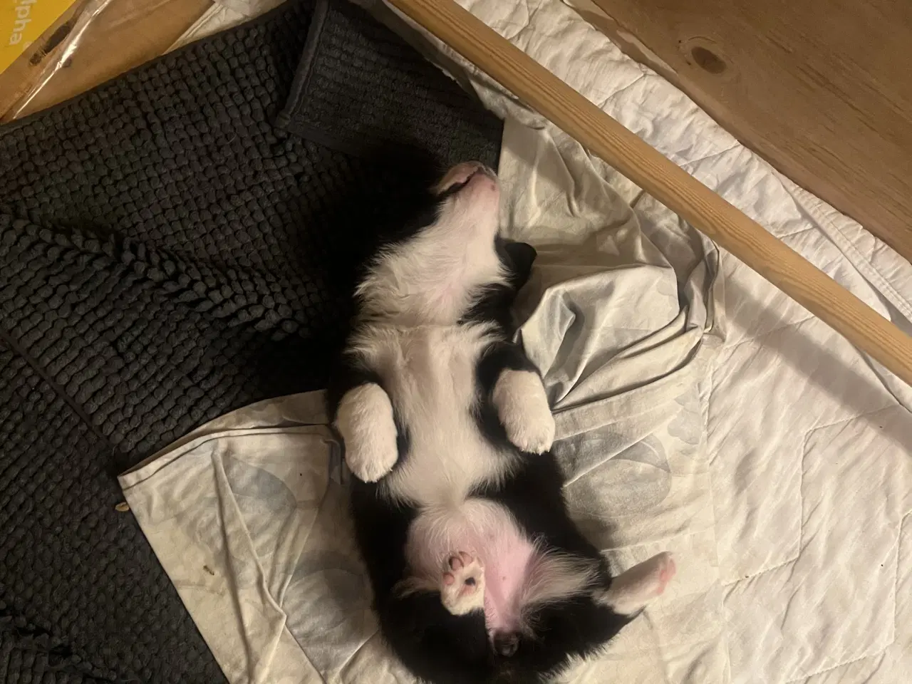 Billede 5 - Welsh Corgi Cardigan Hvalpe